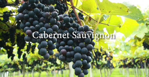 Cabernet-Sauvignon-do-117