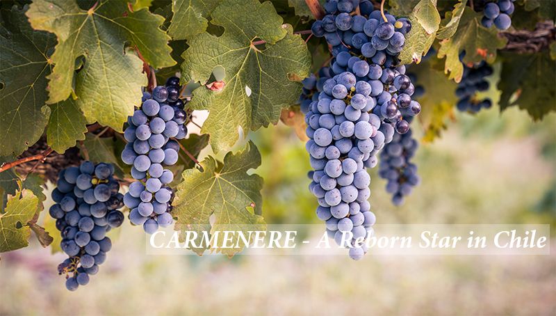 carmenere-giong-nho