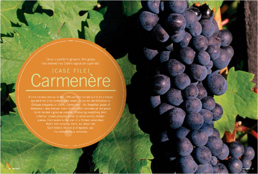 carmenere-grapes1 1