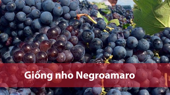 giong-nho-do-negroamaro-lam-stefano