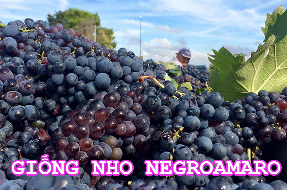 negroamaro-stefano-vang