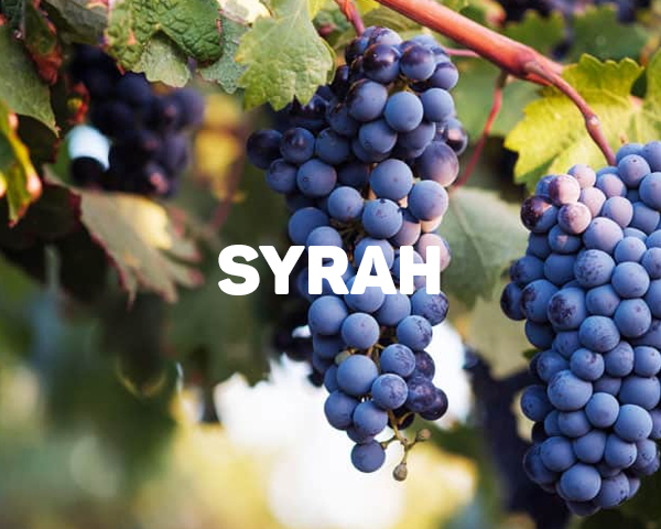 single-edition-lam-tu-nho-syrah