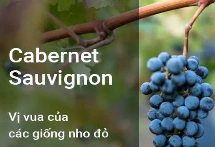 Nho-Do-Cabernet-Sauvignon-Chile