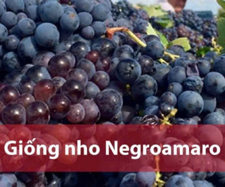 thu-nho-lam-vang-F-Negroamaro