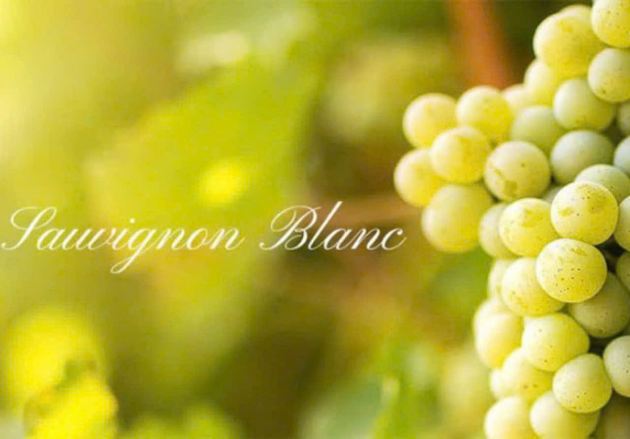 Giong-nho-Sauvignon-Blanc-trang