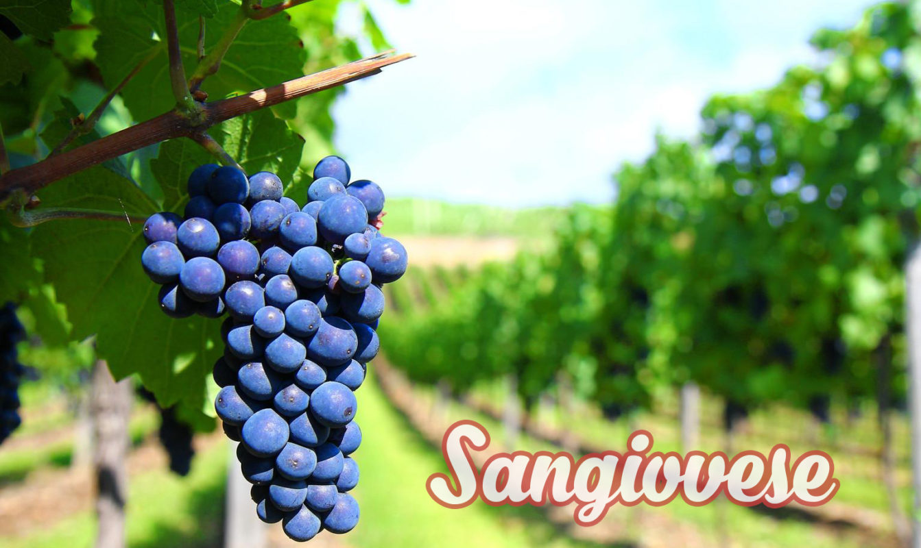 Sangiovese-lam-vang-1989-14-do