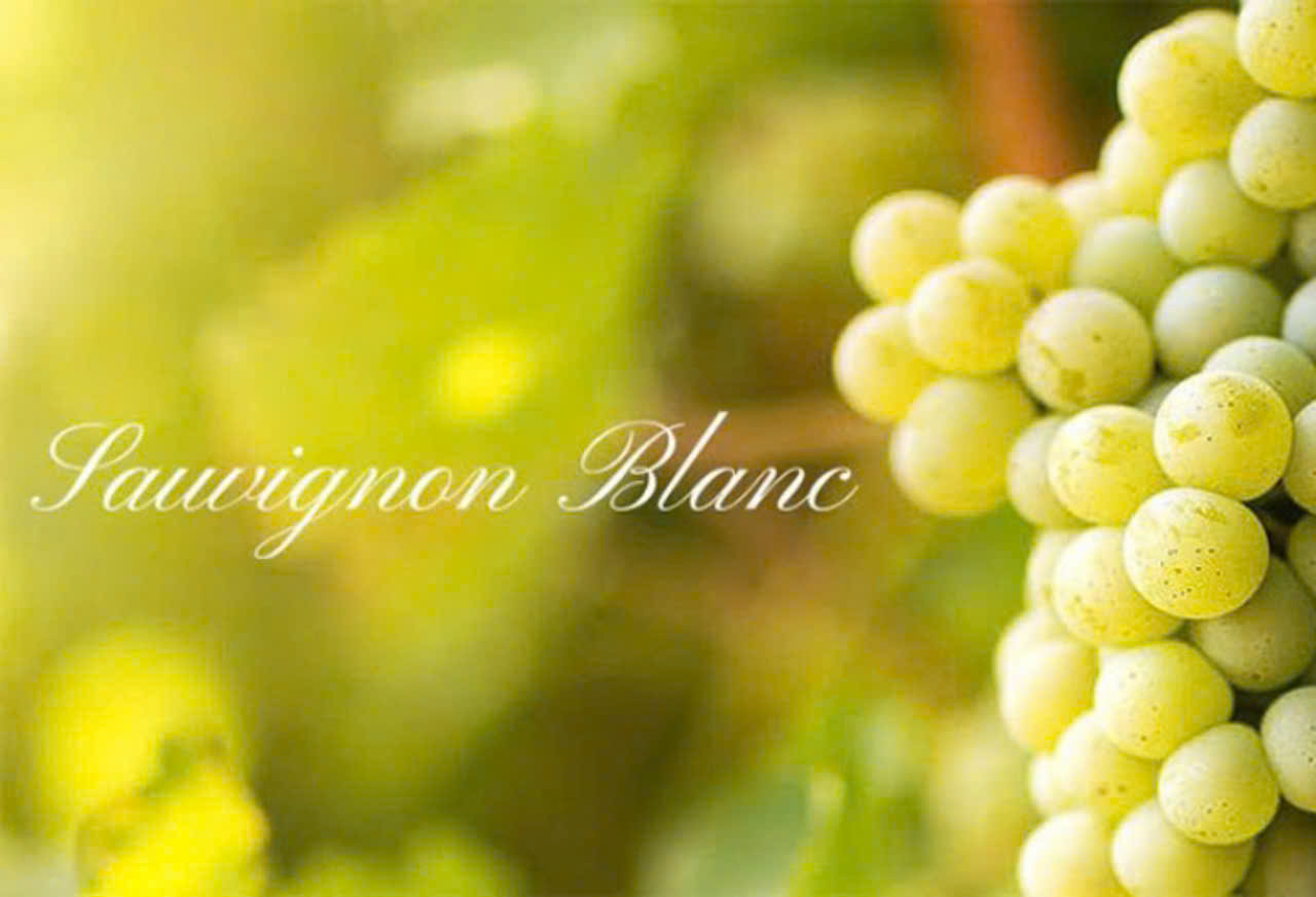 Giong-nho-Sauvignon-Blanc-lam-Amor-trang