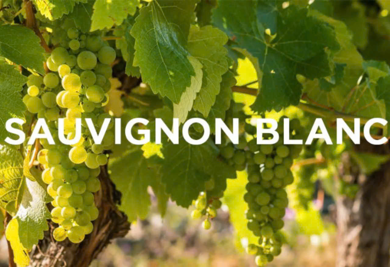 Vang-Chile-G7-Sauvignon-Blanc-750-ml-4