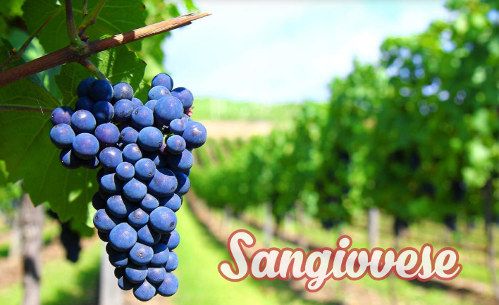 giong-nho-sangiovese-cua-y