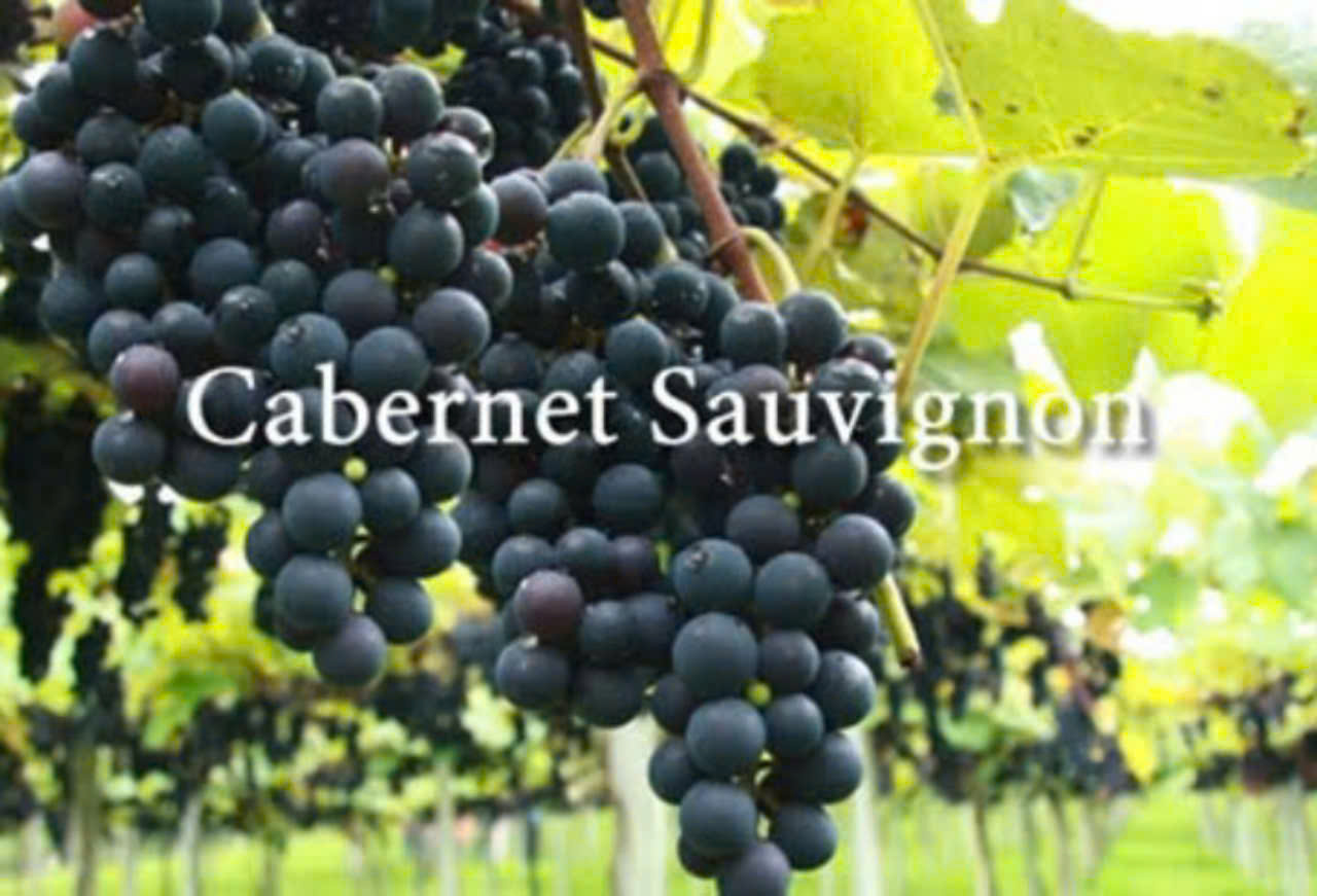 nho-do-phap-cabernet-sauvignon