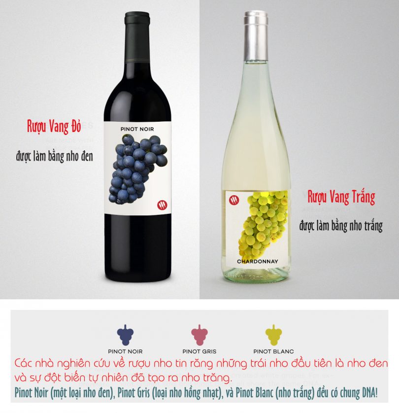 vang-white-vs-red-wine-sx-1